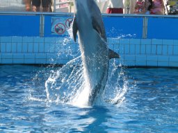 Delphin