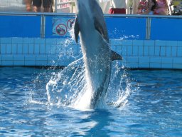 Delphin